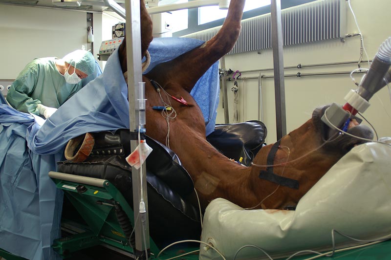 pferde op versicherung - spital zurich